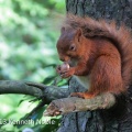 red squirrel IMG_1425 (800).JPG